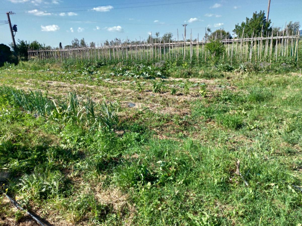 Casa Daria, Armonia Del Passato Nel Rispetto Della Natura Donoratico Kültér fotó